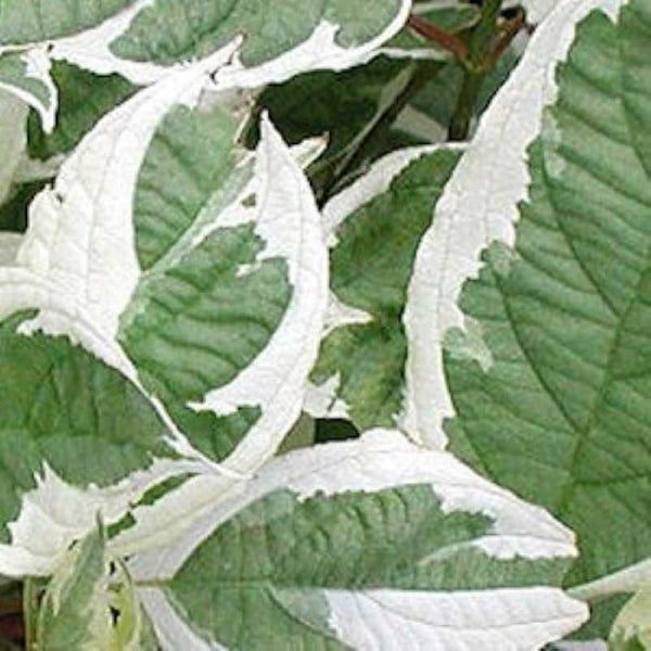 Nahaufnahme von panaschierten Blättern einer Pflanze