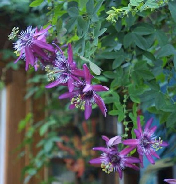 Blühende Passionsblume mit grünen Blättern