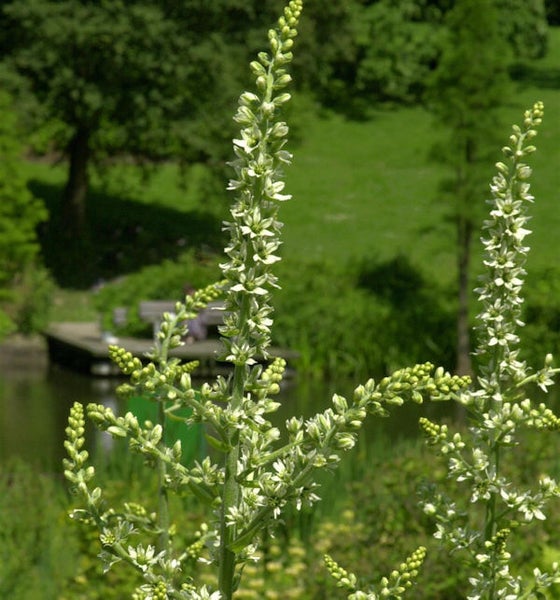 Aufnahme einer Verzweigten Gartenkerze im Außenbereich.