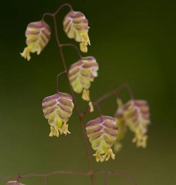 Blütenstand mit violetten und gelben Blüten