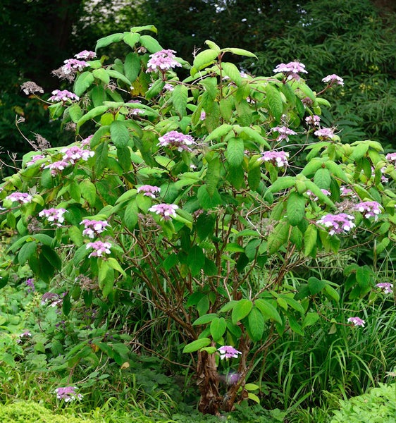Blühender Diphylleia cymosa Strauch im Garten