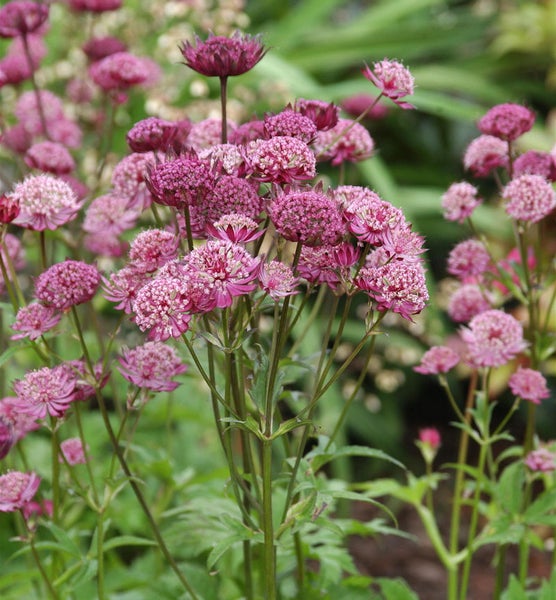 Großes Sterndolde im Garten
