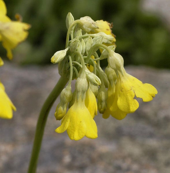 Blüte der Aurikel im Detail