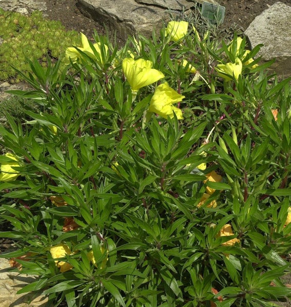 Nachtkerze mit gelben Blüten und grünen Blättern im Garten