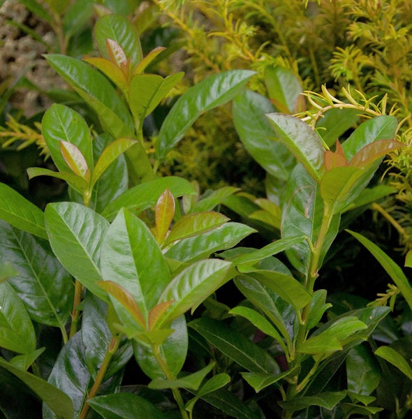 Detailaufnahme einer Kirschlorbeerpflanze mit grünen Blättern