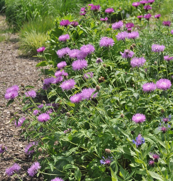Nahaufnahme von Wiesenflockenblumen im Garten