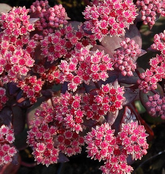 Nahaufnahme einer Fetthenne mit pinkfarbenen Blüten