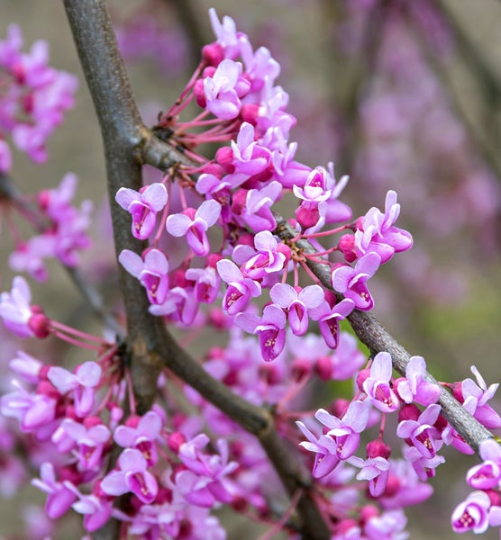 Nahaufnahme eines Judasbaum-Zweigs mit Blüten