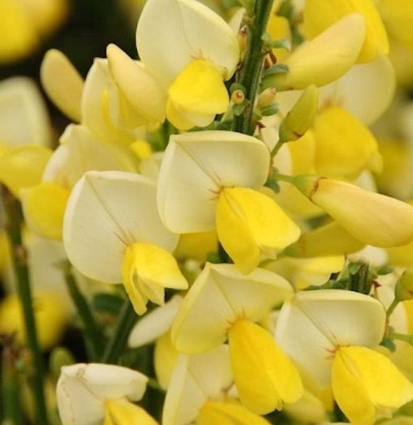 Ginsterblüten Nahaufnahme