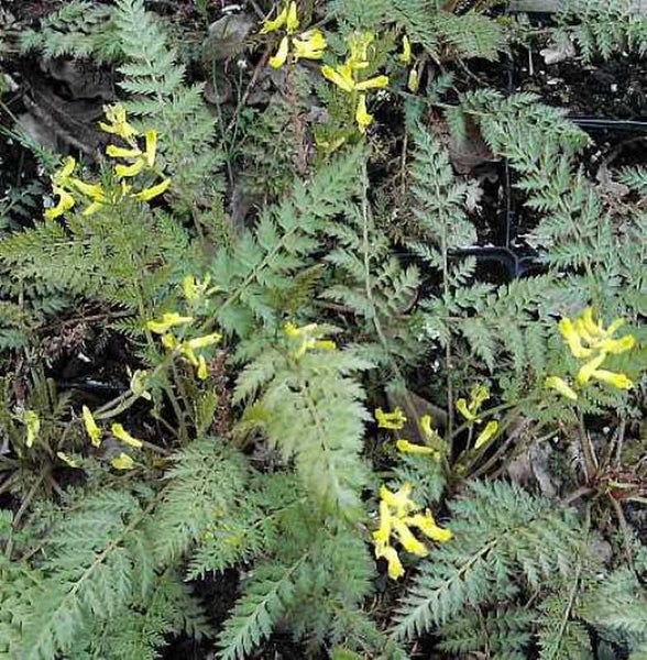 Erdrauch mit gelben Blüten und grünen Blättern