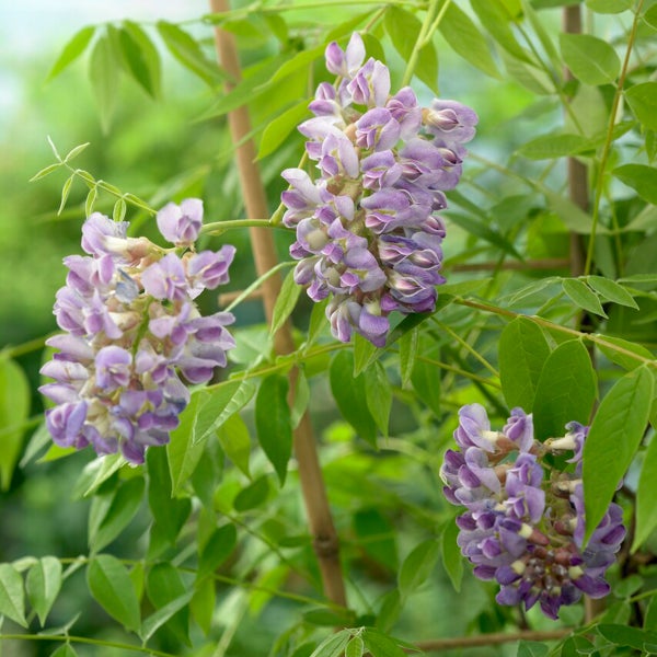 Bloomique - Wisteria Amethyst Falls - Glyzinien-Kletterpflanze - Kletterpflanzen - Gartenpflanzen - Winterhart - ⌀15 cm - 60-70 cm