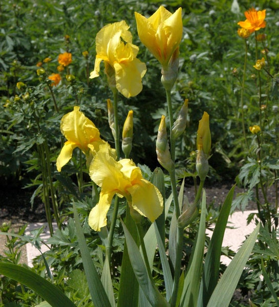 Gelbe Schwertlilien im Garten
