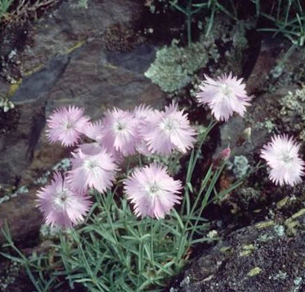 Gartennelken vor Steinen