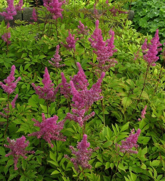 Astilbenpflanze mit grünen Blättern und rosa Blüten im Garten