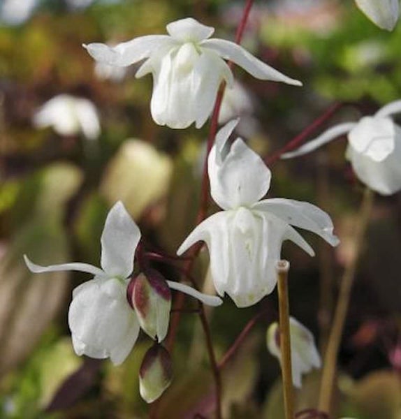 Blühende Elfenblume im Detail