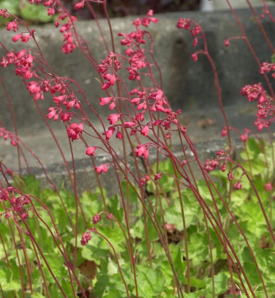 Nahaufnahme von rot blühenden Heuchera Pflanzen