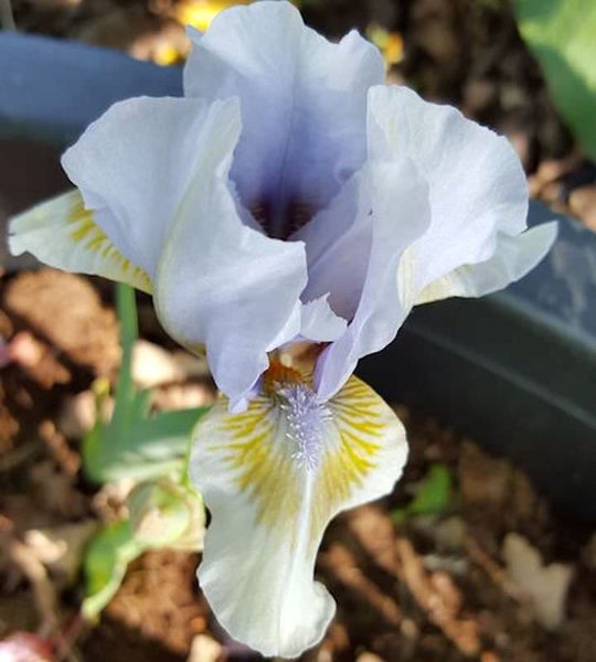 Irisblüte im Detail