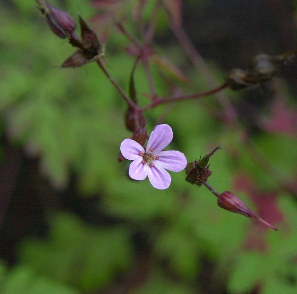 Nahaufnahme einer lila Storchschnabelblüte im Garten