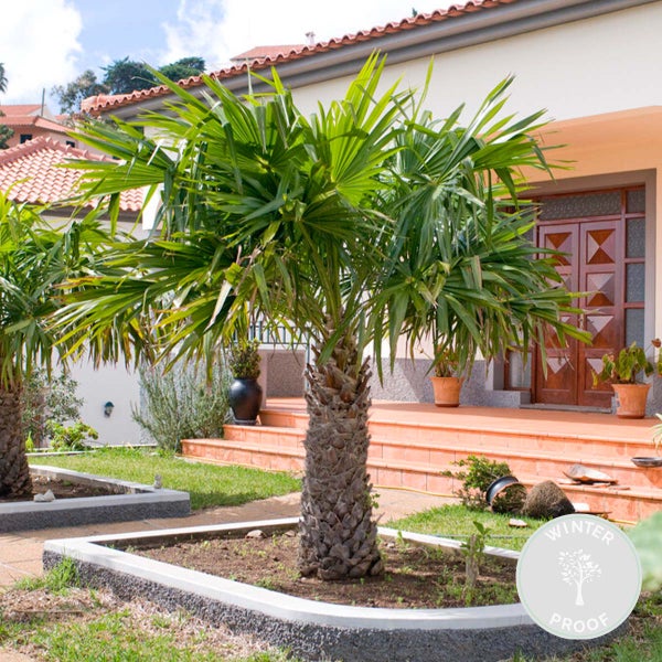 Bloomique - Trachycarpus Wagnerianus - Hanfpalme - Winterharte Palme - Gartenpflanzen - 60-80 cm Hoch - Topf 21 cm