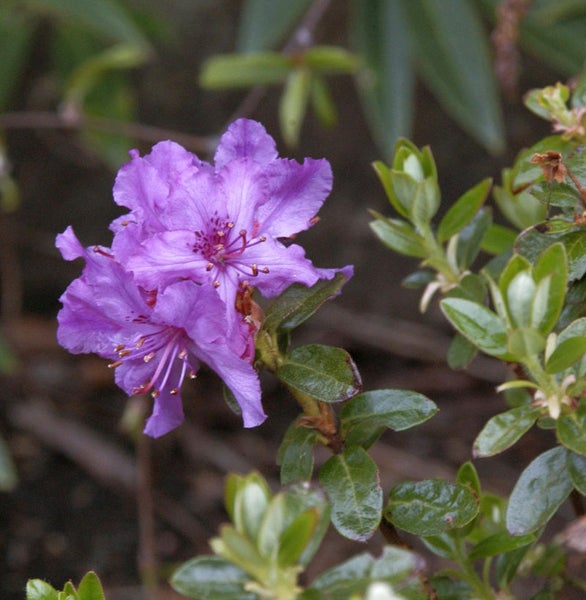 Nahaufnahme von lila Rhododendronblüten mit grünen Blättern