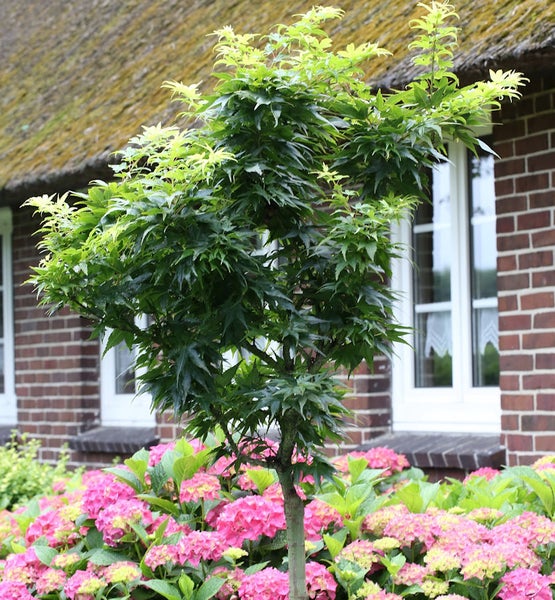 Japanischer Ahorn im Garten mit rosa Hortensien