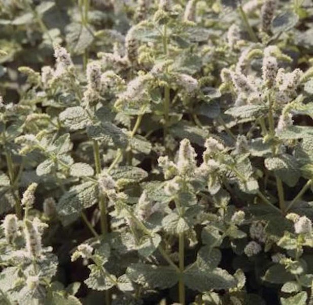 Nahaufnahme einer Acker-Minze Pflanze im Garten.