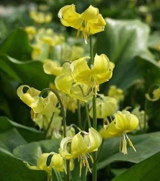 Gelbe Hundszahnlilie im Gartenbeet