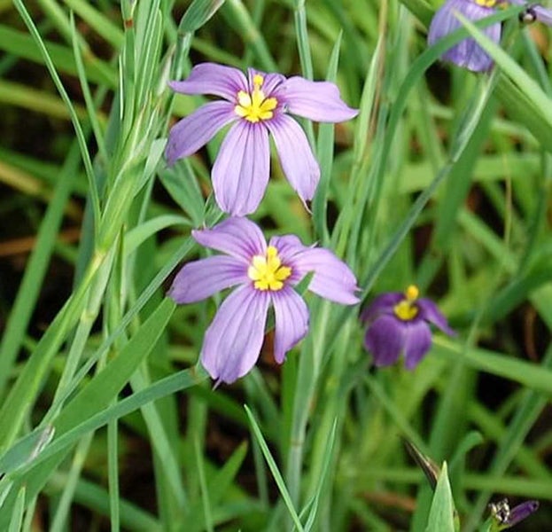 Nahaufnahme von grasartigen Blaustern Blumen im Garten