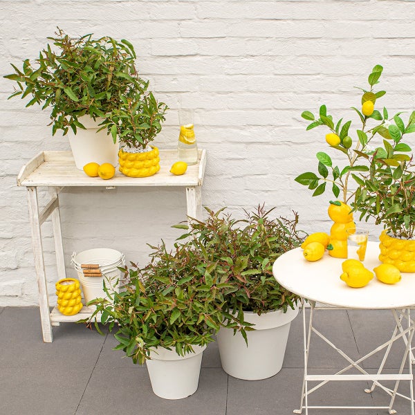 Bloomique - 2er-Set - Eucalyptus Citriodora - Eukalyptuspflanze - Zitronenduft - Gartenpflanzen - Winterhart - ⌀15 cm - 25-45 cm