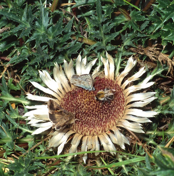 Distelblüte mit Insekten