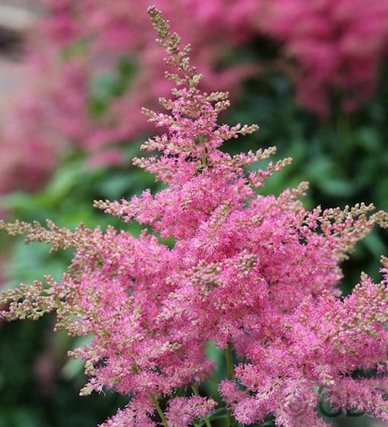 Astilbe Pflanze mit fedrigen Blütenständen