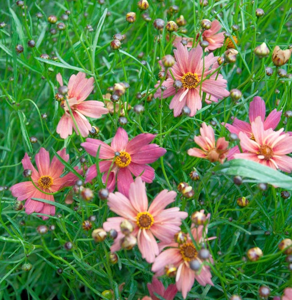 Aussaat von Coreopsis tinctoria mit Knospen und grünen Blättern