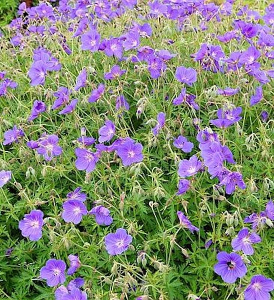 Nahaufnahme einer Geranium Wiese mit violetten Blüten.