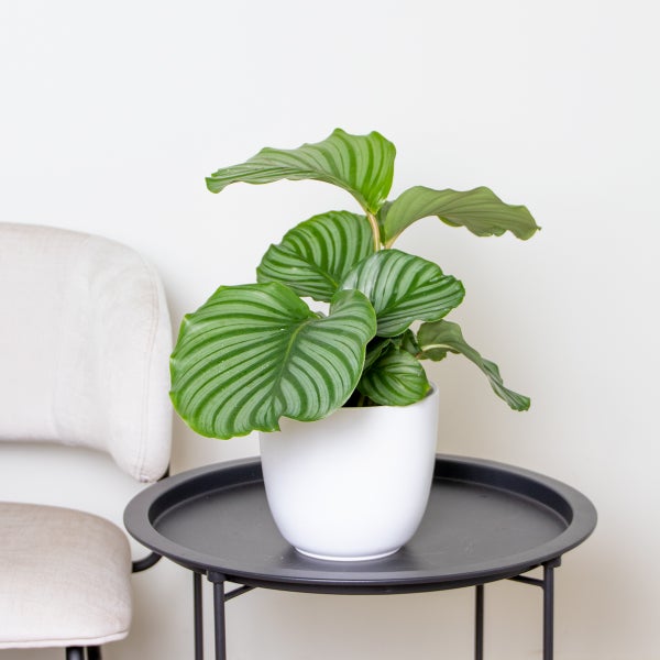 Bloomique - 2er Set - Calathea Orbifolia - Korbmarante -Zimmerpflanzen - Pflegeleicht - Luftreinigend - Haustierfreundlich - Höhe 40-50 cm - Topf 14 cm