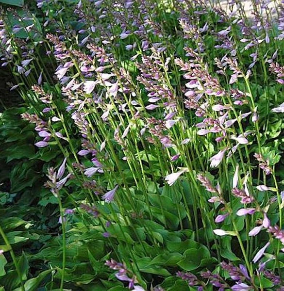 Funkien mit Blüten im Gartenbeet
