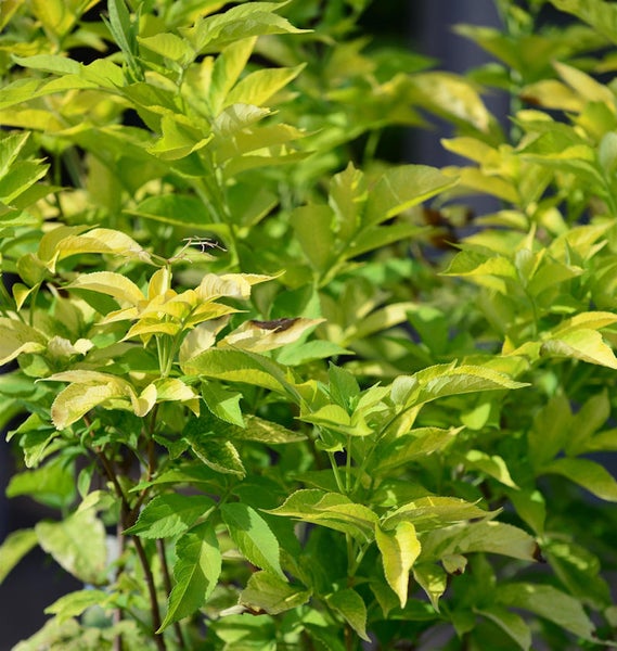 Gelbgrüne Holunder Pflanze