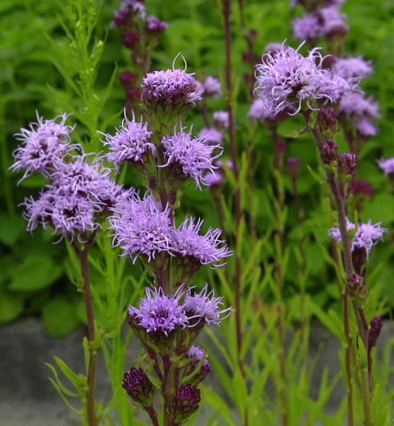 Blühende Prärielilie im Garten