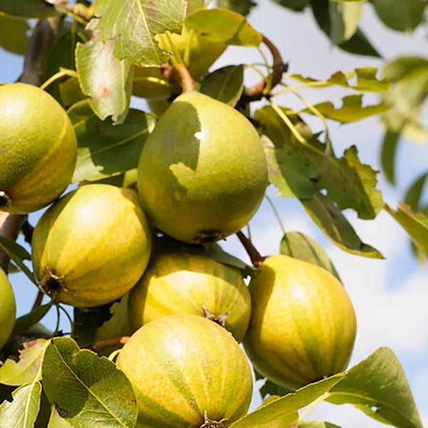 3x Mini-Fruchtmischung – Obstbäume – Pflegeleicht – ⌀9 cm - ↕30-35 cm