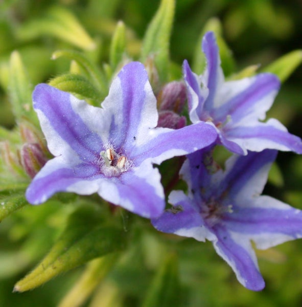 Nahaufnahme von Sternblumen mit fünf Blütenblättern