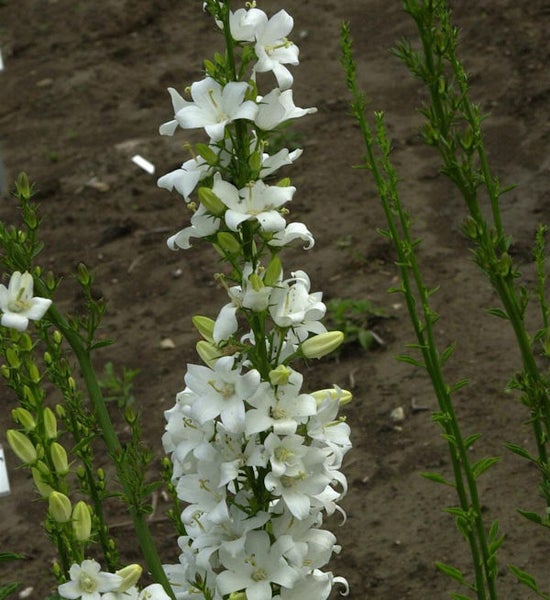 Weiße Ackerglockenblumen im Garten