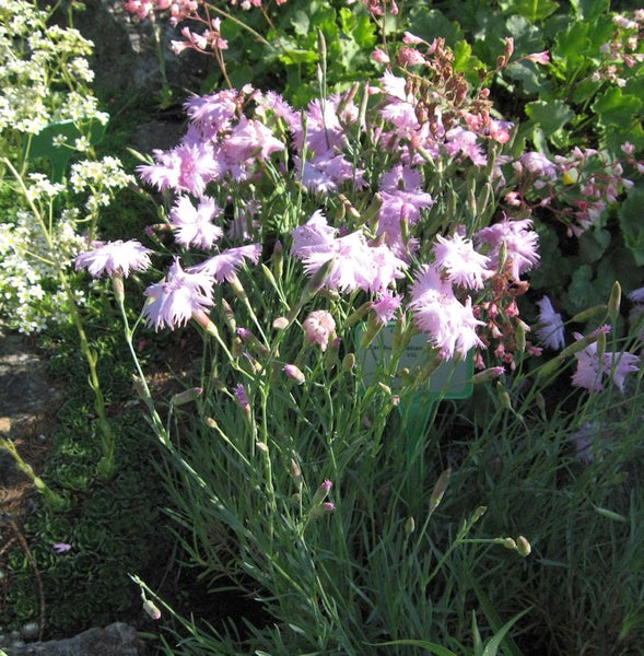 Nahaufnahme von Nelkenpflanzen im Gartenbeet