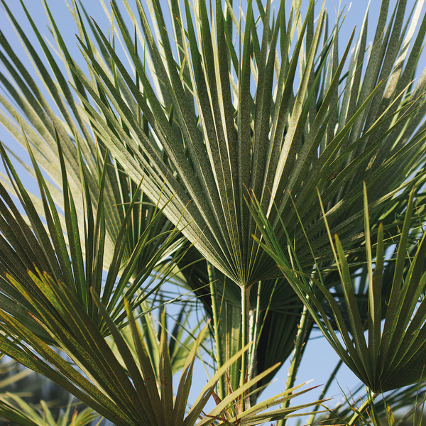 Bloomique - Trachycarpus Fortunei - Chinesische Hanfpalme - Palmen Winterhart Draußen - Höhe 70-80 cm - Topf 24 cm
