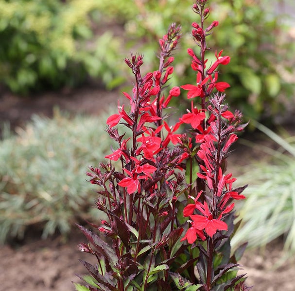 Aufrechte Lobelie mit roten Blüten