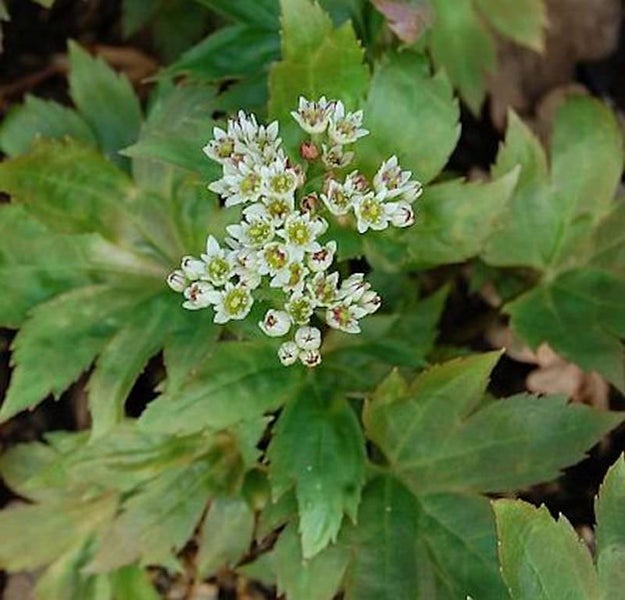 Nahaufnahme einer Gruppe von Diphylleia grayi Pflanzen mit weißen Blüten und grünen Blättern.