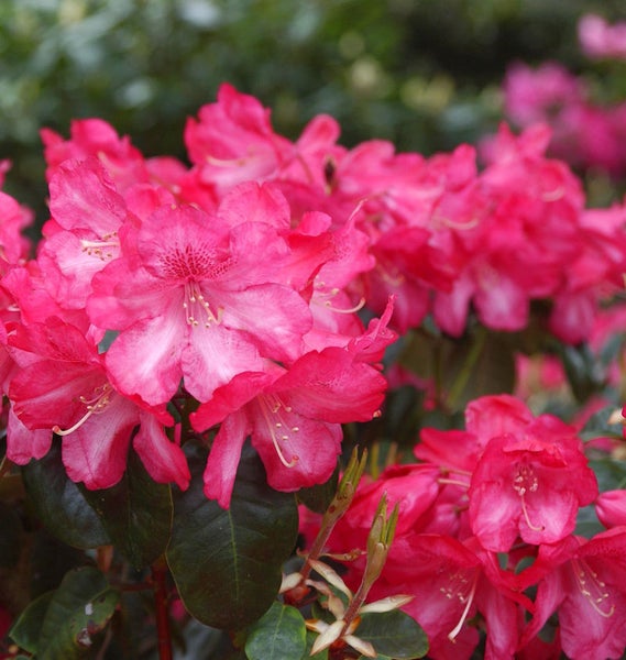Nahaufnahme einer Gruppe blühender Rhododendron Pflanzen
