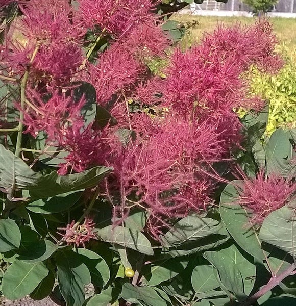 Perückenstrauch mit Blüten und Blättern