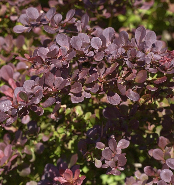 Detailaufnahme eines Berberitzenstrauchs mit purpurfarbenen Blättern.