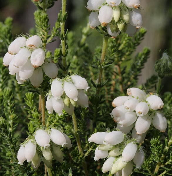 Nahaufnahme von Schneeheide mit weißen Blüten