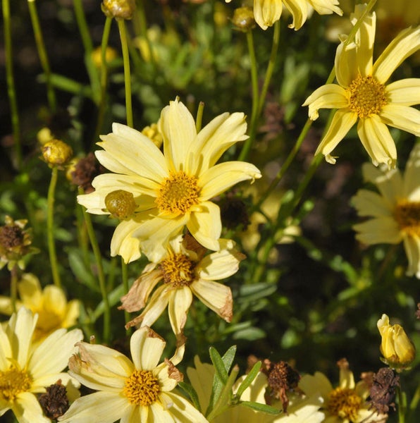 Nahaufnahme von gelben Coreopsis-Blüten im Garten