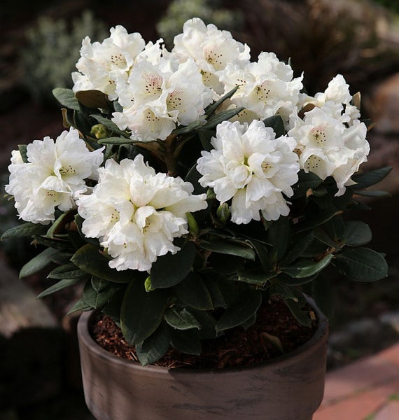 Rhododendronbusch mit weißen Blüten im Topf